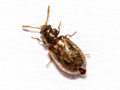 Phloiophilus edwardsii